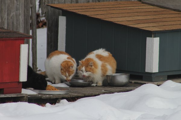 Feral cats gather inside a Hampton Bays cat colony on February 8 after volunteers give them food and water. KYLE CAMPBELL