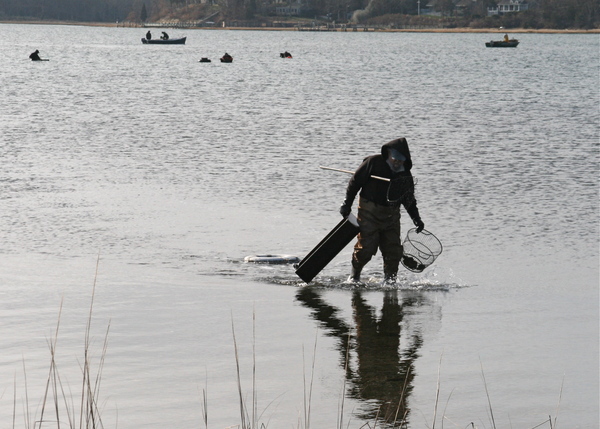 Scallopers work Sammy's Beach in East Hampton Tuesday. KYRIL BROMLEY