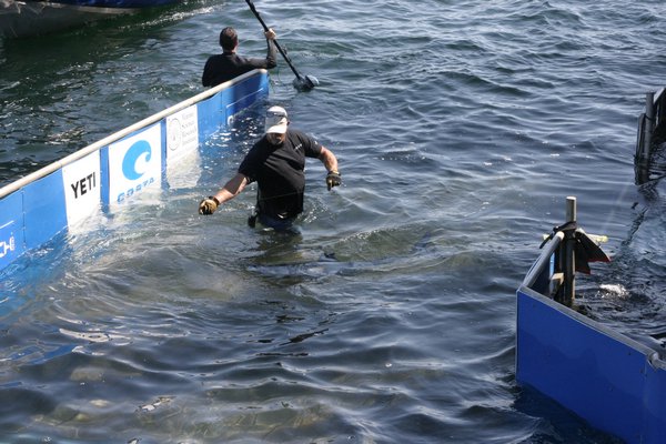 The crew and scientists of the Ocearch caught a juvenile white shark on Thursday morning