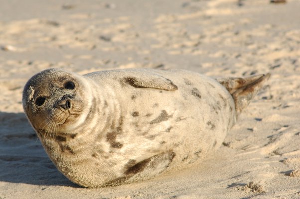 A harbor seal reclines on the beach in Southampton Village last week. Beachgoers should look