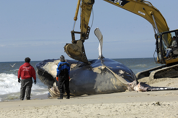 The humpback whale that washed ashore last week is moved out of the water on Thursday