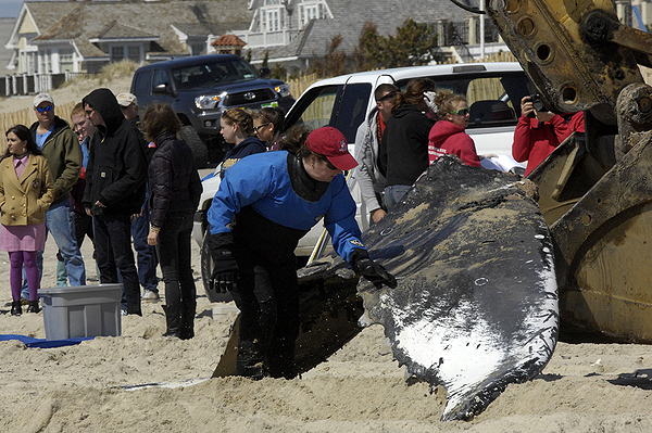 The fluke of the humpback whale was pulled off while it was being moved onto the beach on Thursday