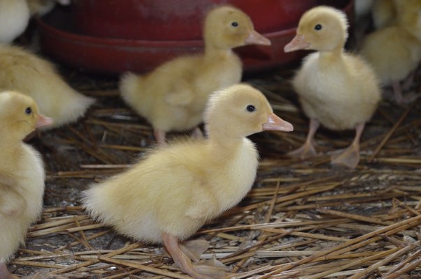 Paul Massey has worked at the Chester Massey & Sons Duck Farm since he was 12. ALEXA GORMAN