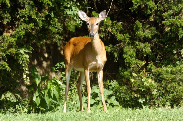 Officials have been trying to find ways to control the deer population.
