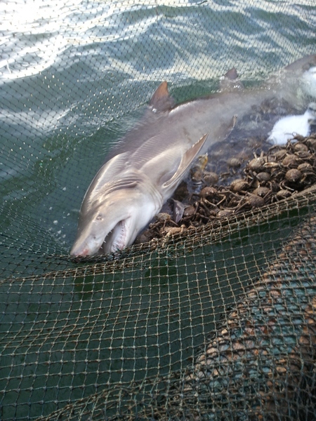 Large Sand Shark Netted At Amagansett Beach