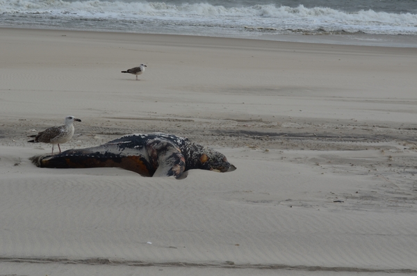 A leatherback turtle washed up in East Quogue after Sandy. ERIN MCKINLEY