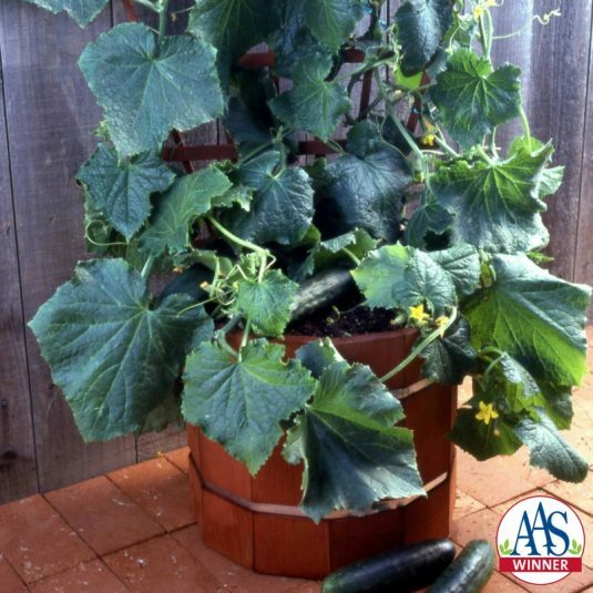 Cukes Tips, Tricks And Picks For Growing Cucumbers 27 East