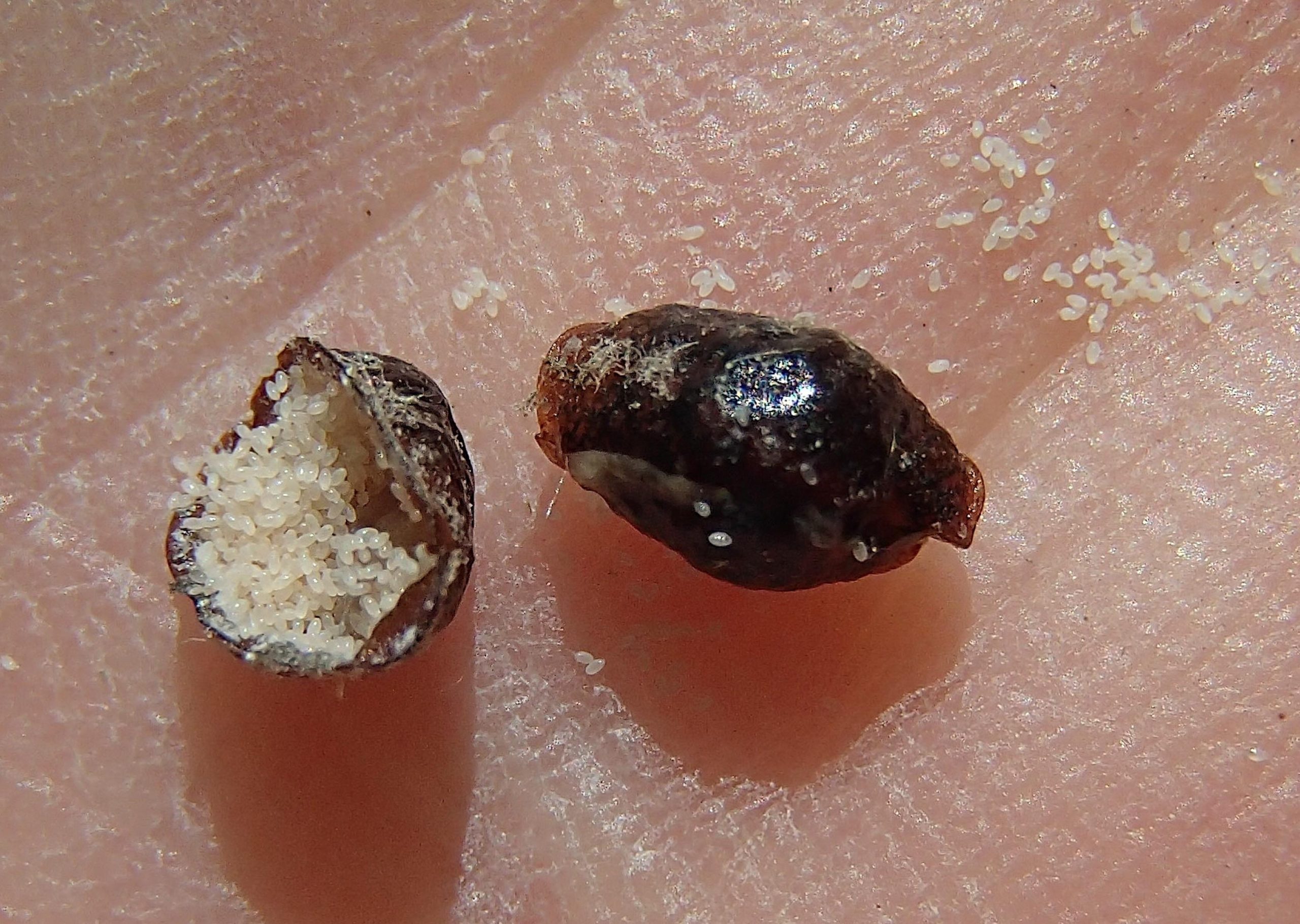 Helping The American Chestnut Survive 27 East