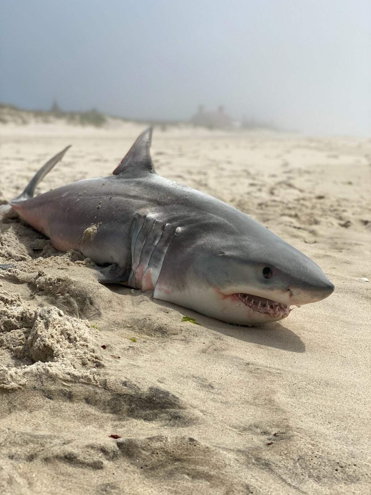 Untimely Death Of Young White Sharks Benefit Science 27 East