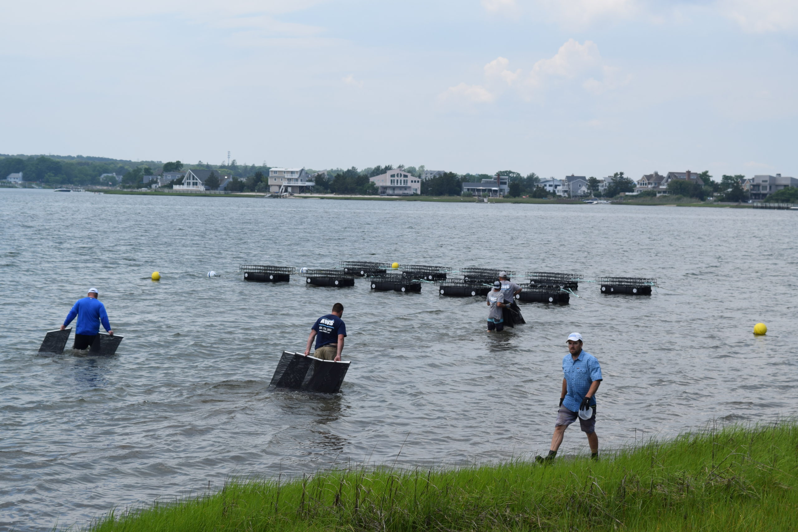 The AWS and Peconic Baykeeper teams readying the nursery in Cold Spring Pond.