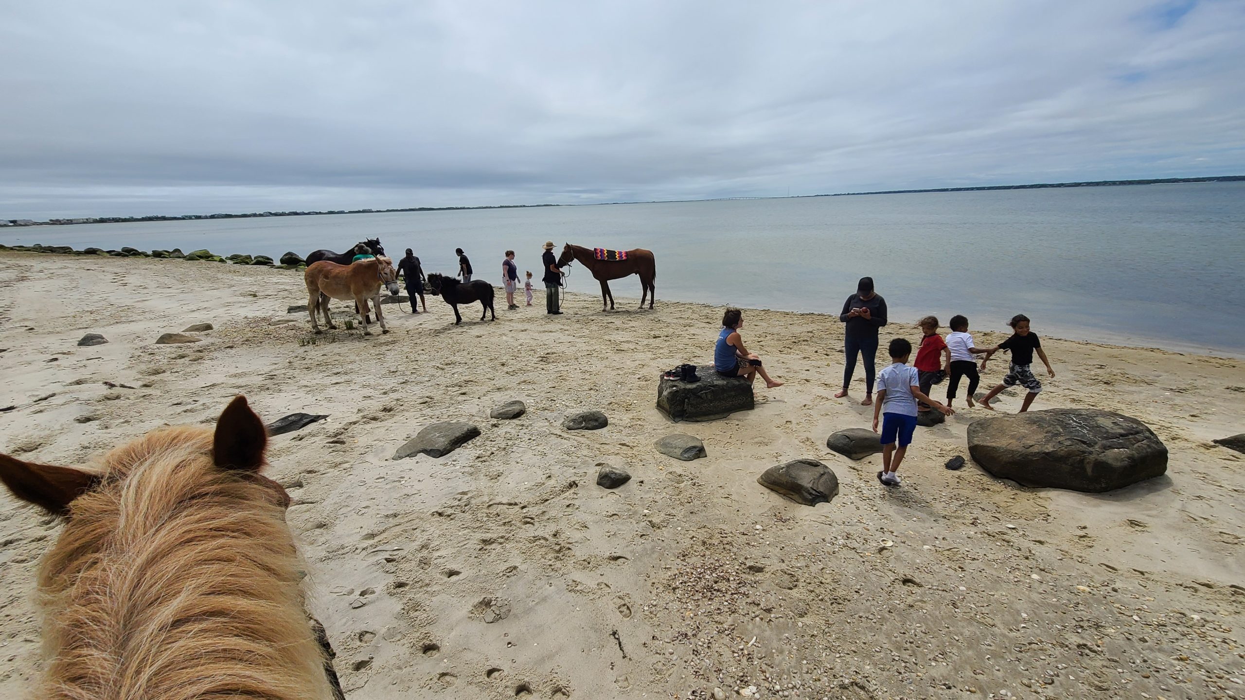 The horses have a day at the beach.