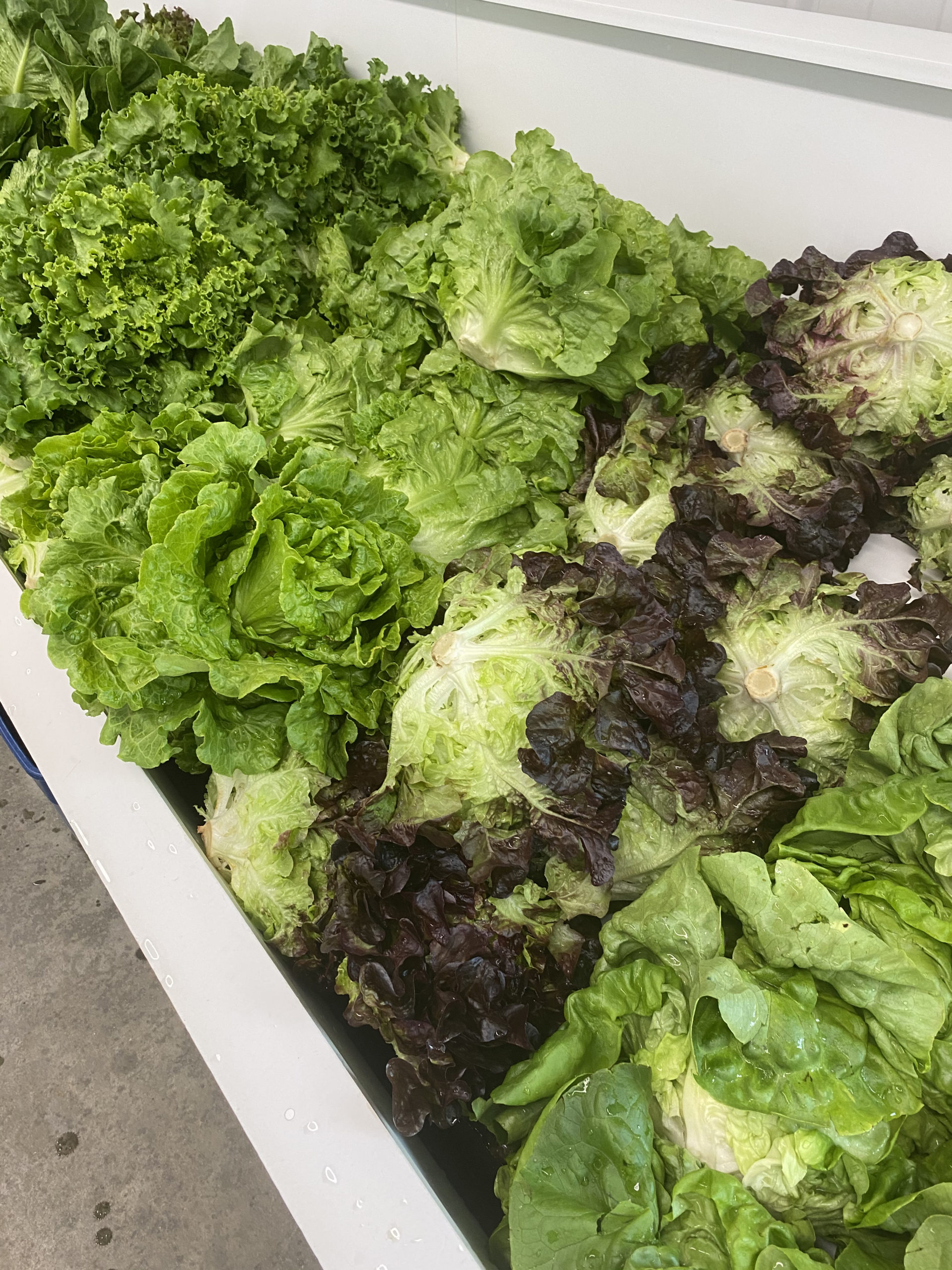 Halsey Farm’s spectacular lettuces.  STEVEN STOLMAN