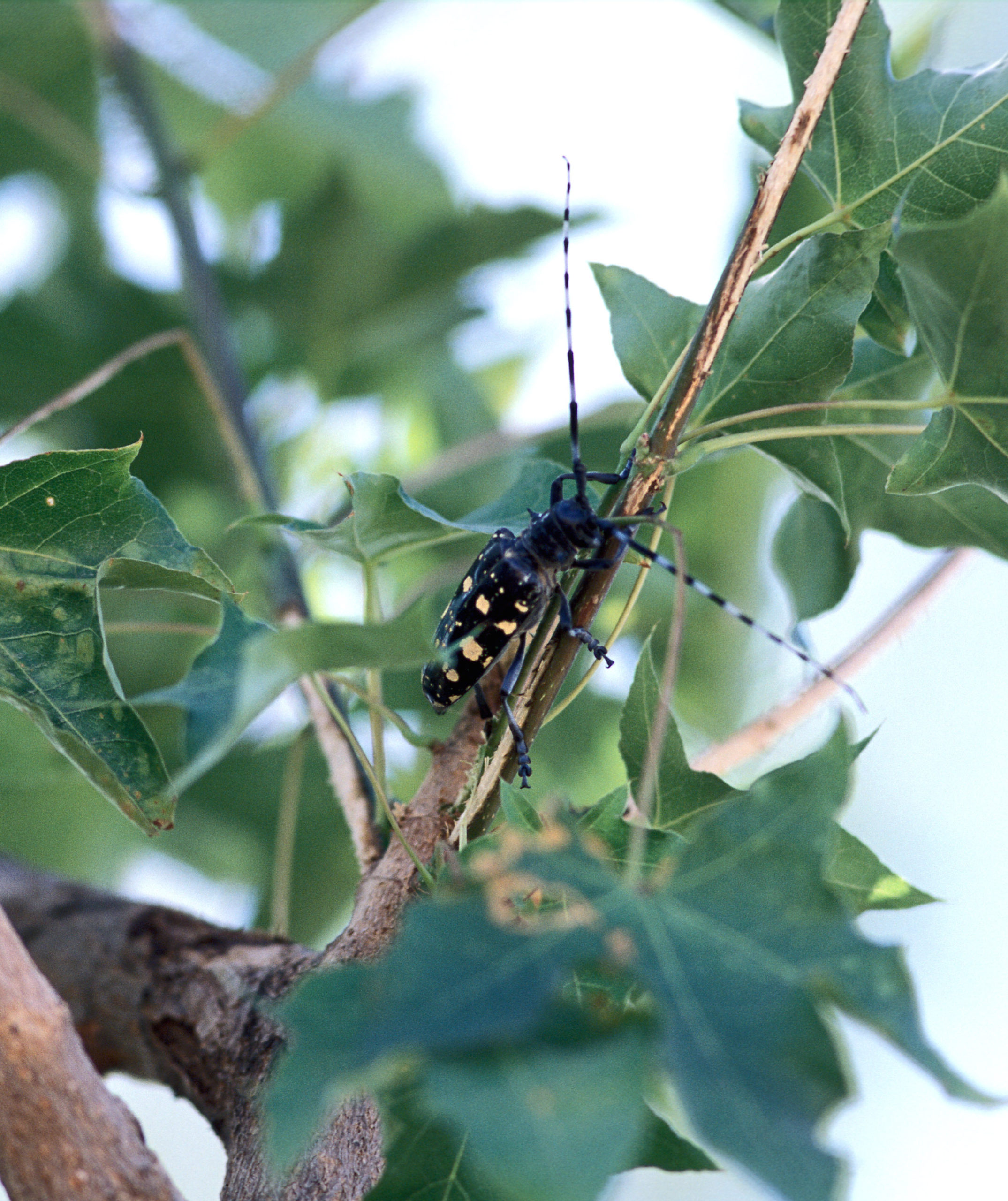 Usda Says To Check Trees In August For Asian Longhorned