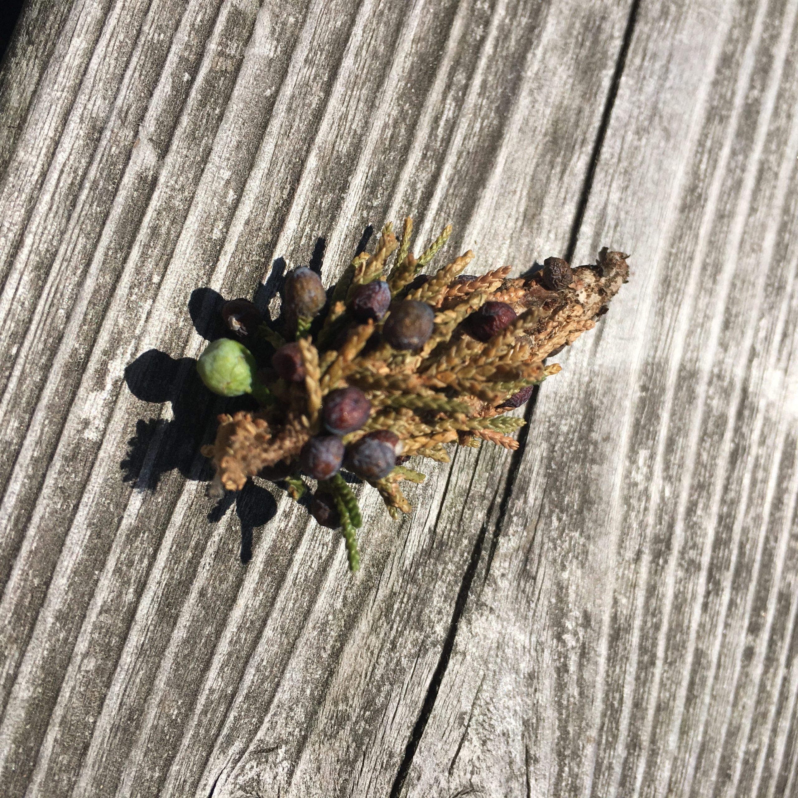 Bagworms