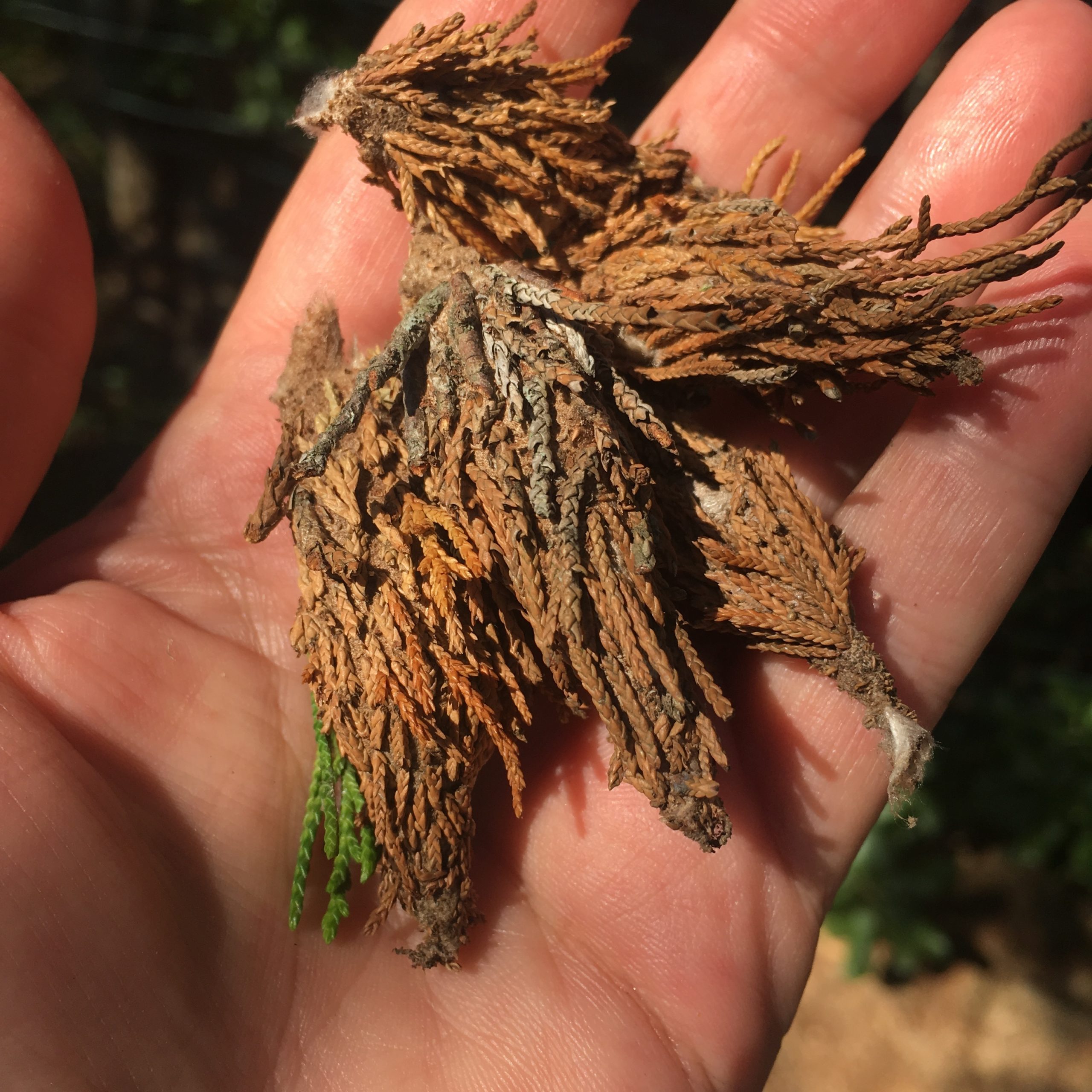 Bagworms