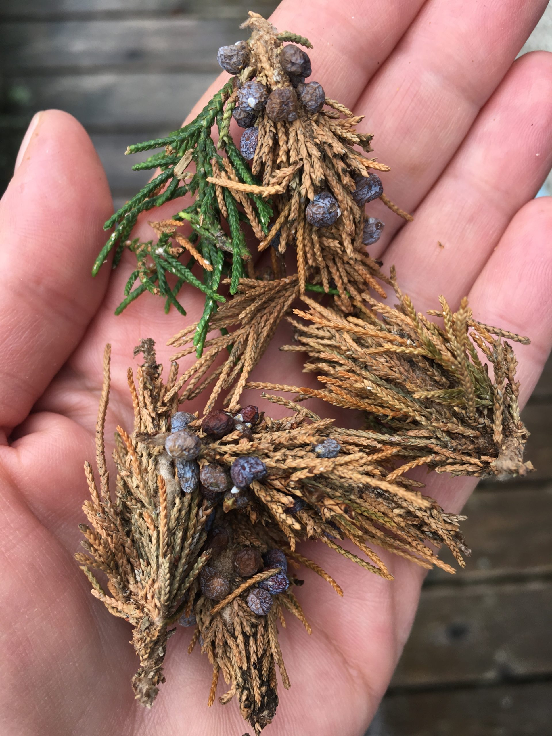 Bagworms