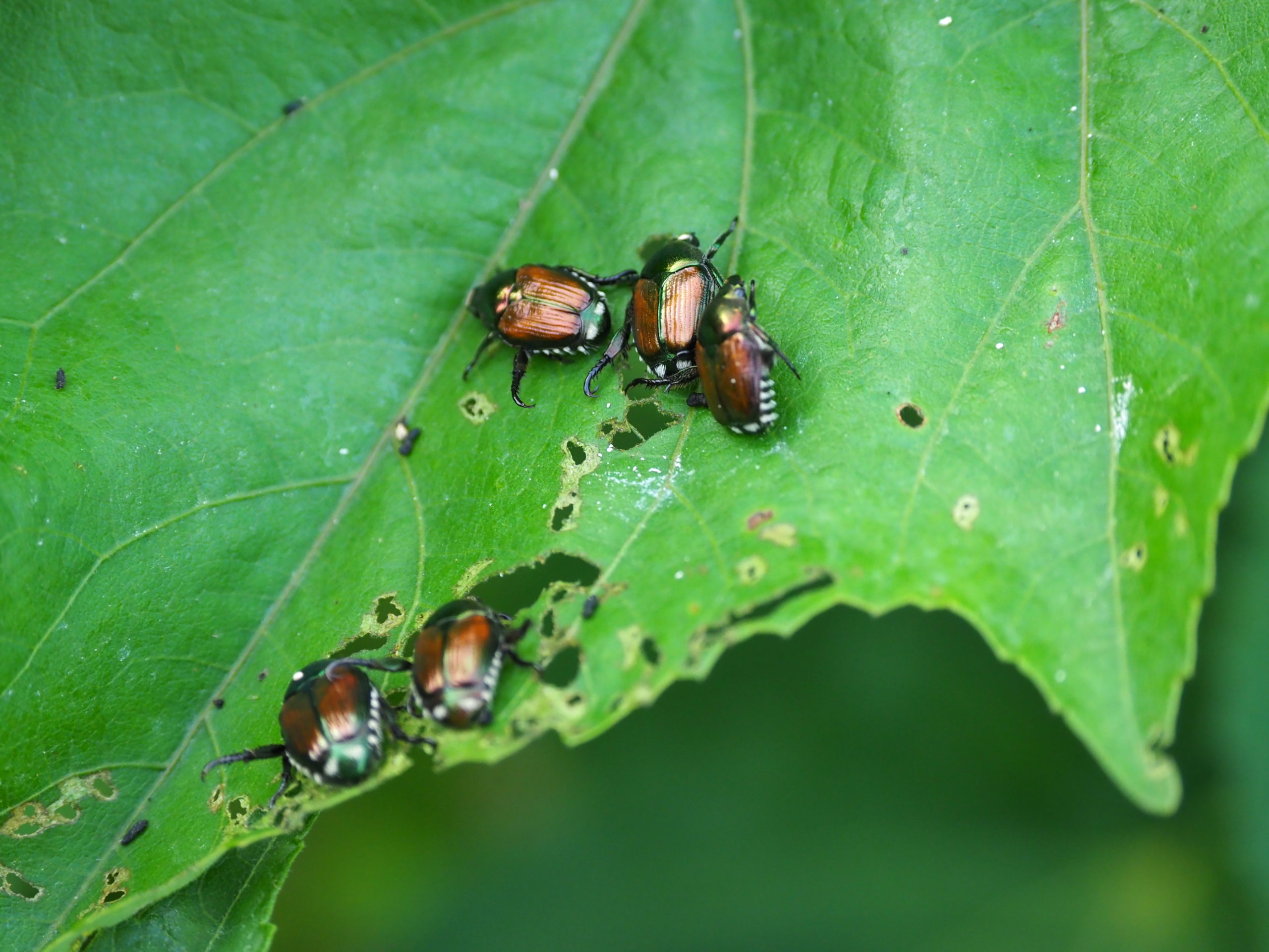 garden-notes-testing-btg-on-japanese-beetles-27-east