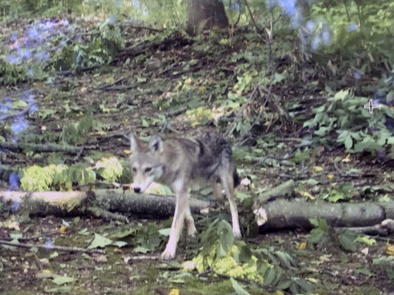 Tracking Long Island’s Coyotes - 27 East