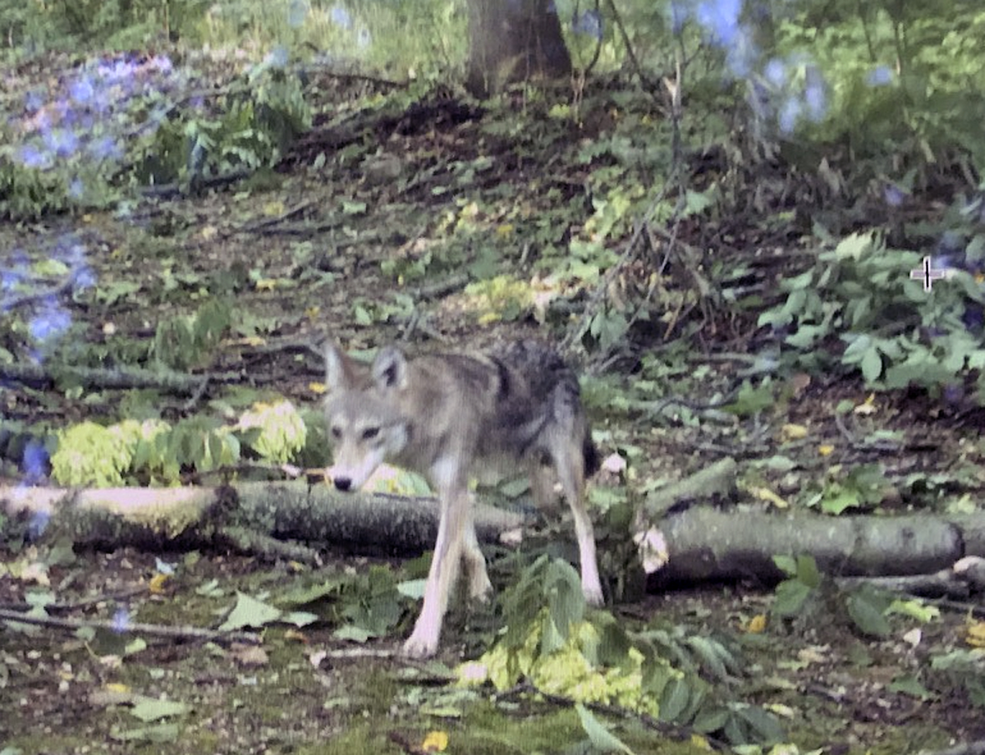 Tracking Long Island’s Coyotes 27 East