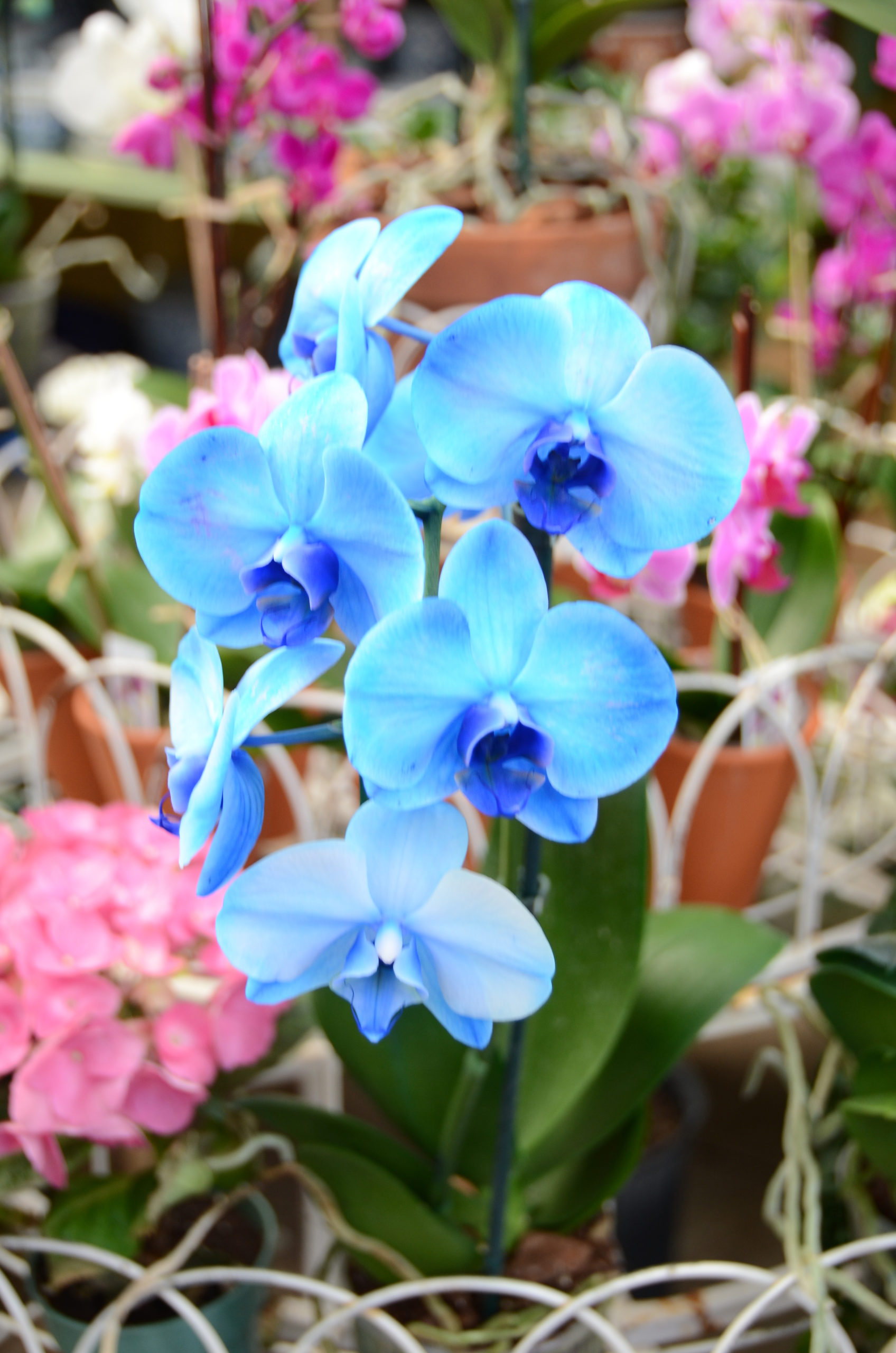 Selecting Orchids For LongLasting Blooms 27 East