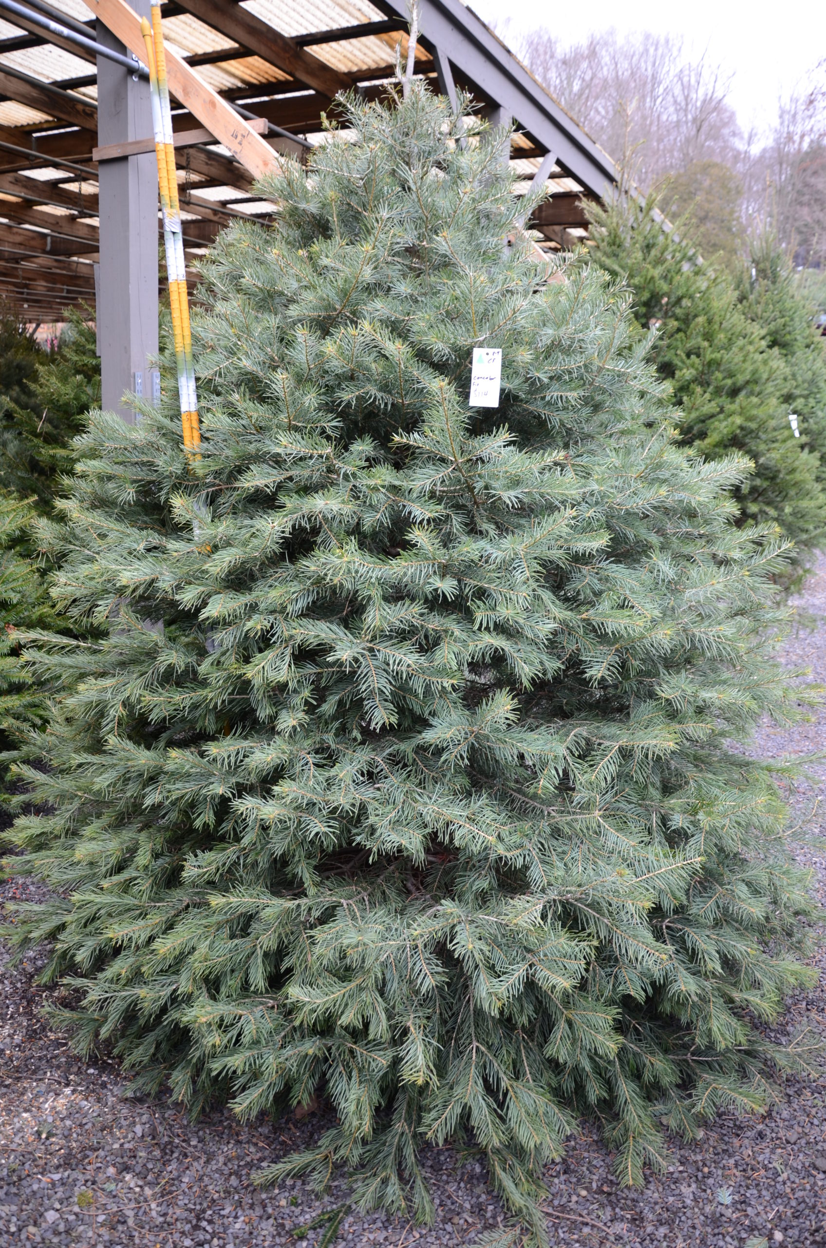How To Choose And Care For Your Christmas Tree 27 East