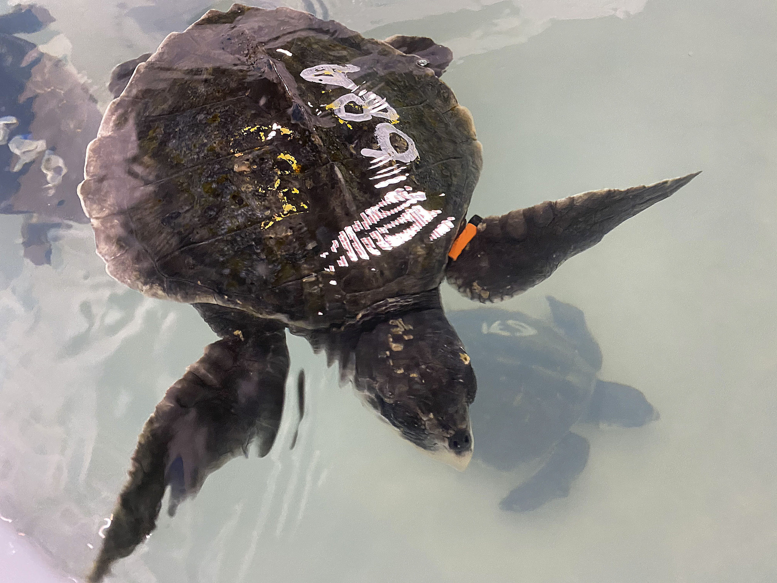 It 'Takes A Village' Of Volunteers, Pools, Biologists And Shrimp To