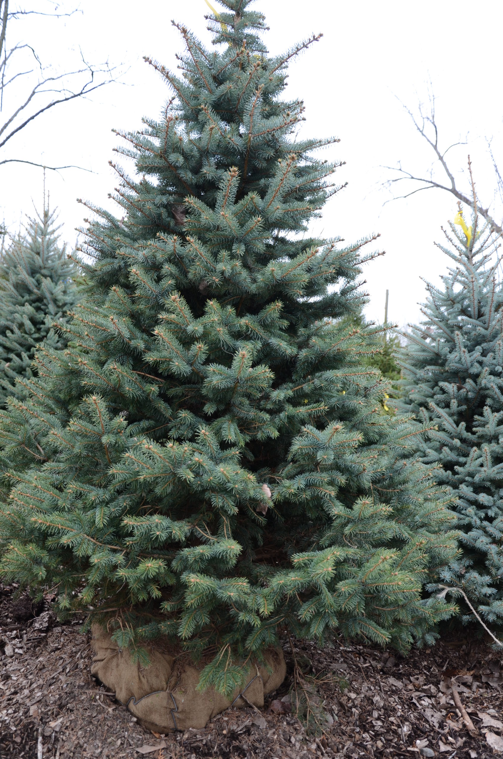 How To Choose And Care For Your Christmas Tree 27 East