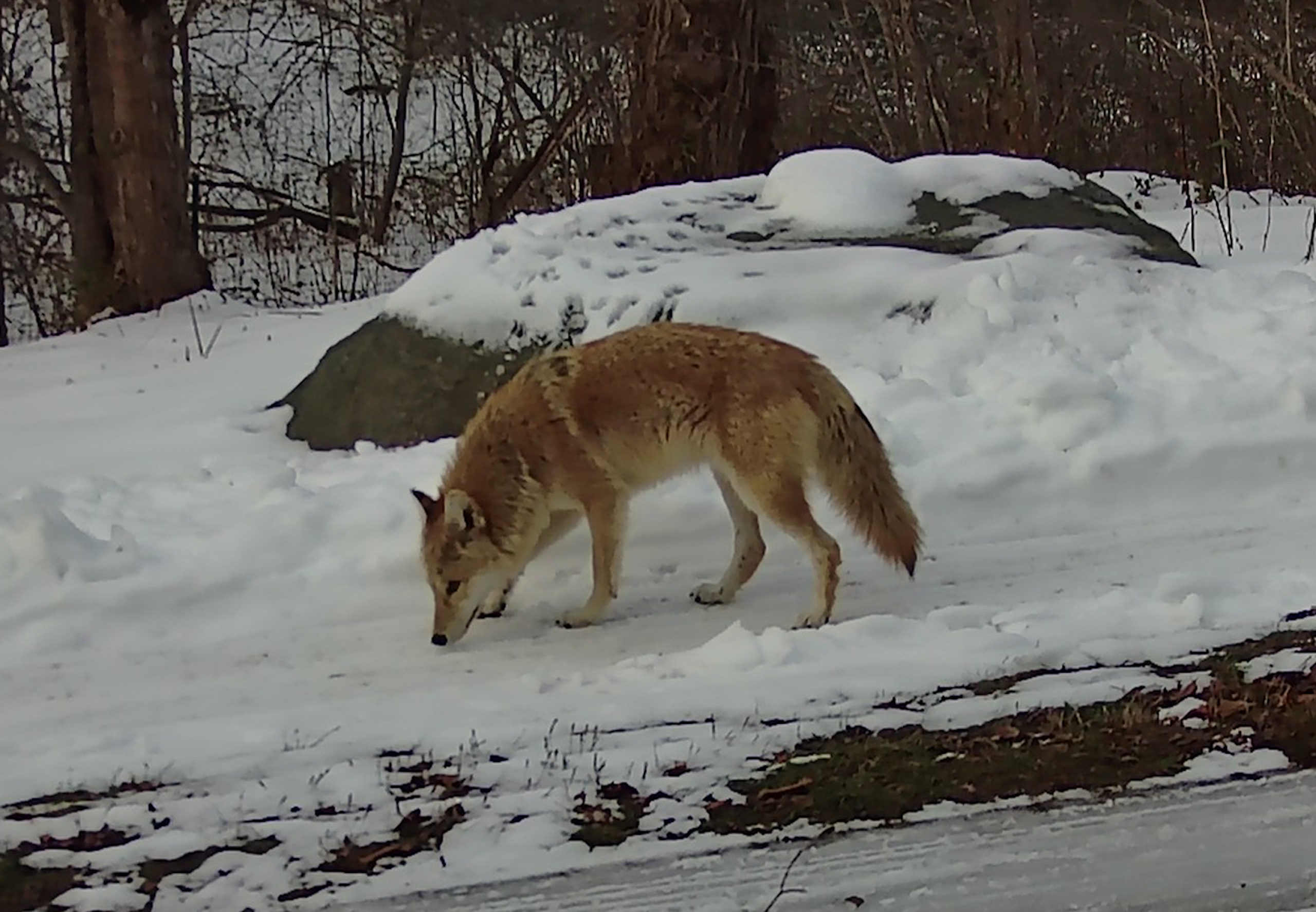 They're Here! Meet The Coyotes Among Us 27 East