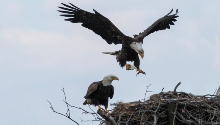 Wild Long Island with Chris Paparo - via Zoom - 27 East