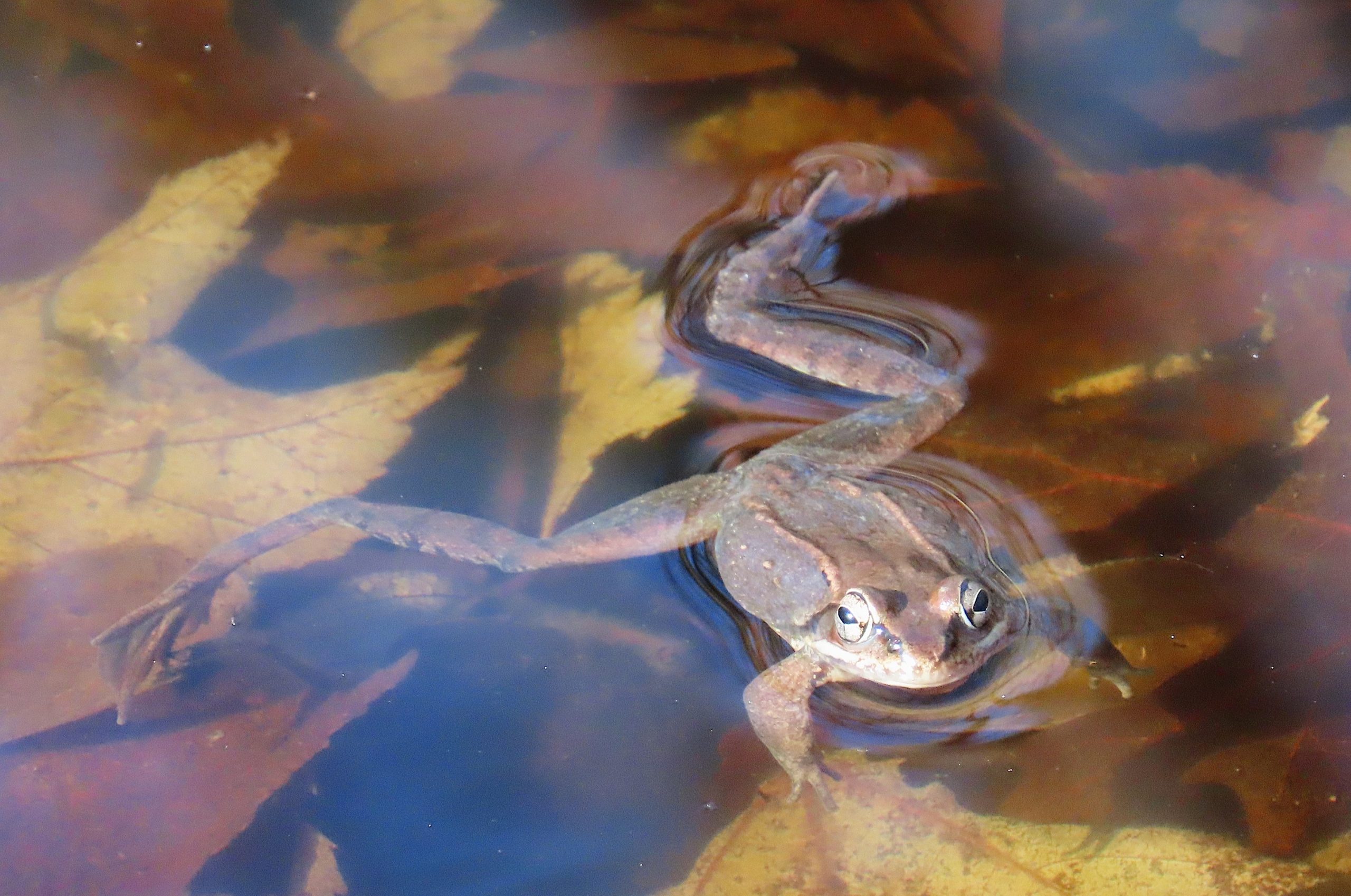 The Elusive And Amazing Wood Frog - 27 East