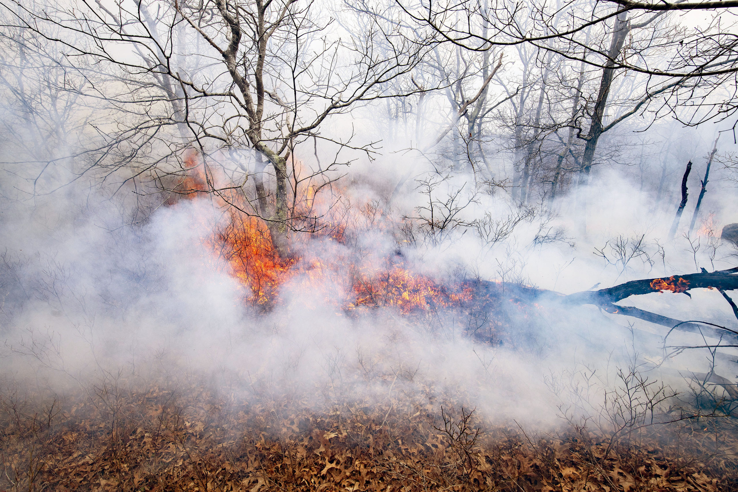 The brush fire in Wainscott Woods.