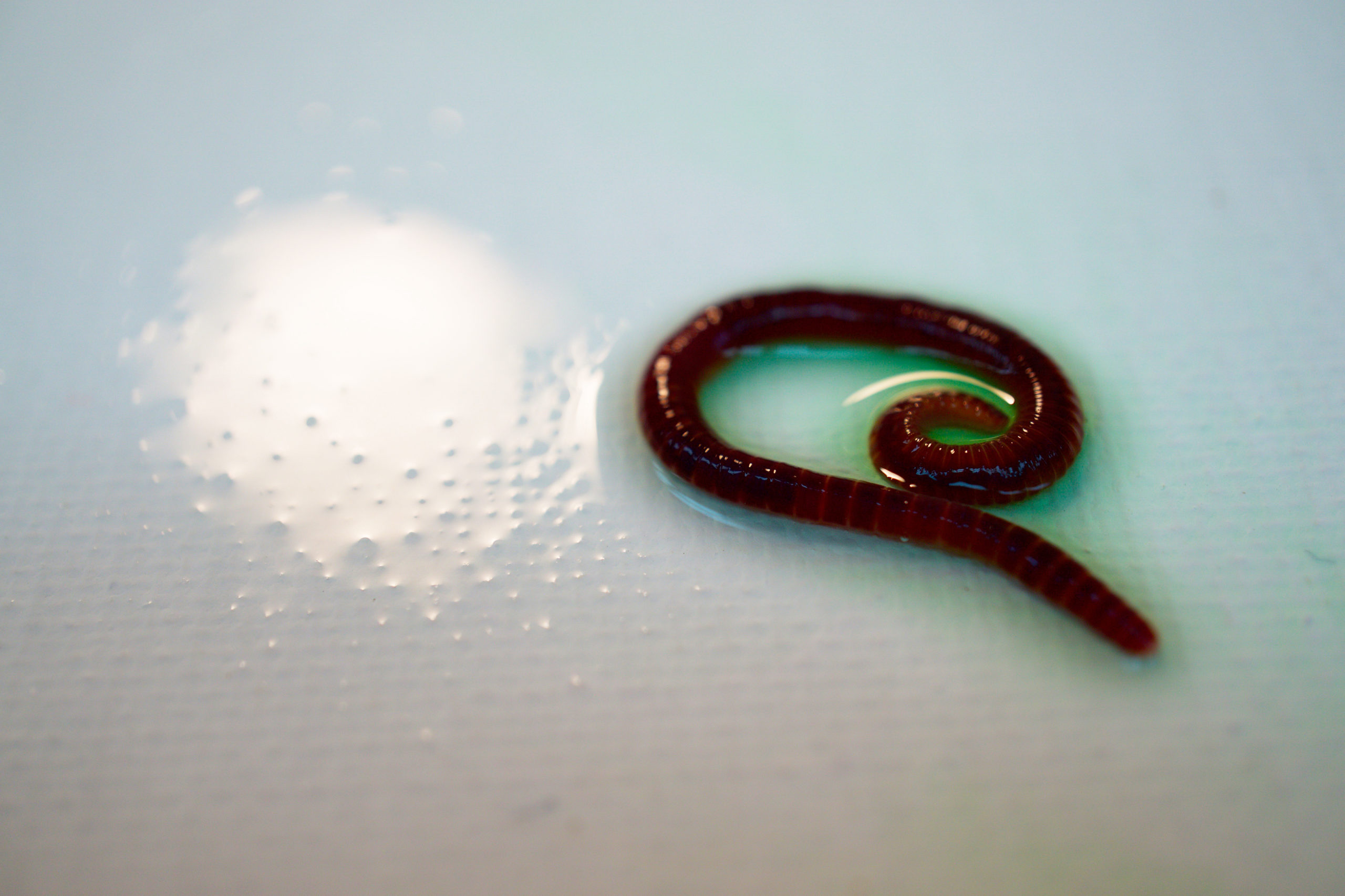 An earthworm from one of Lauren Ruiz's art installations.