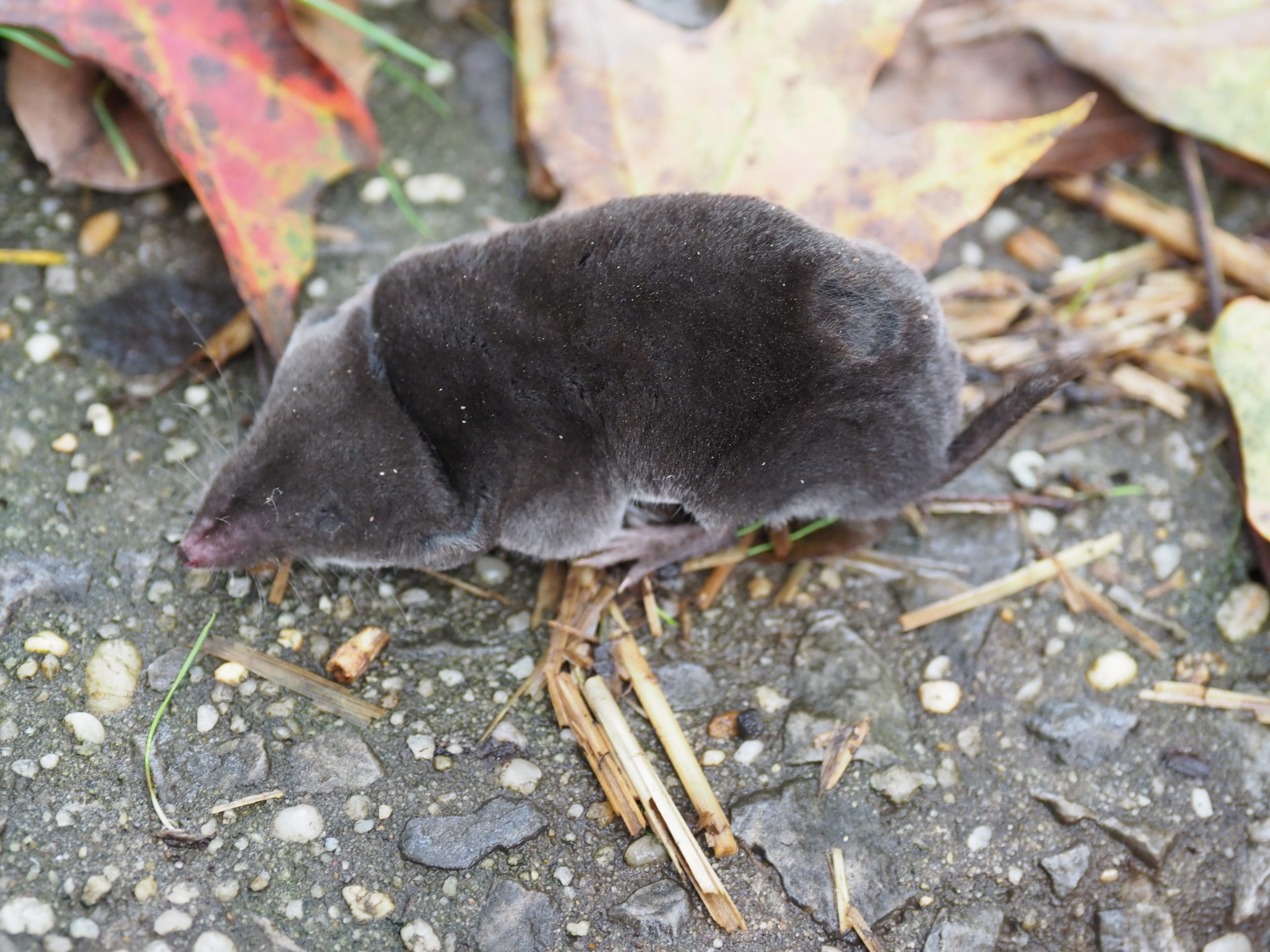 How To Identify And Deal With Voles - 27 East