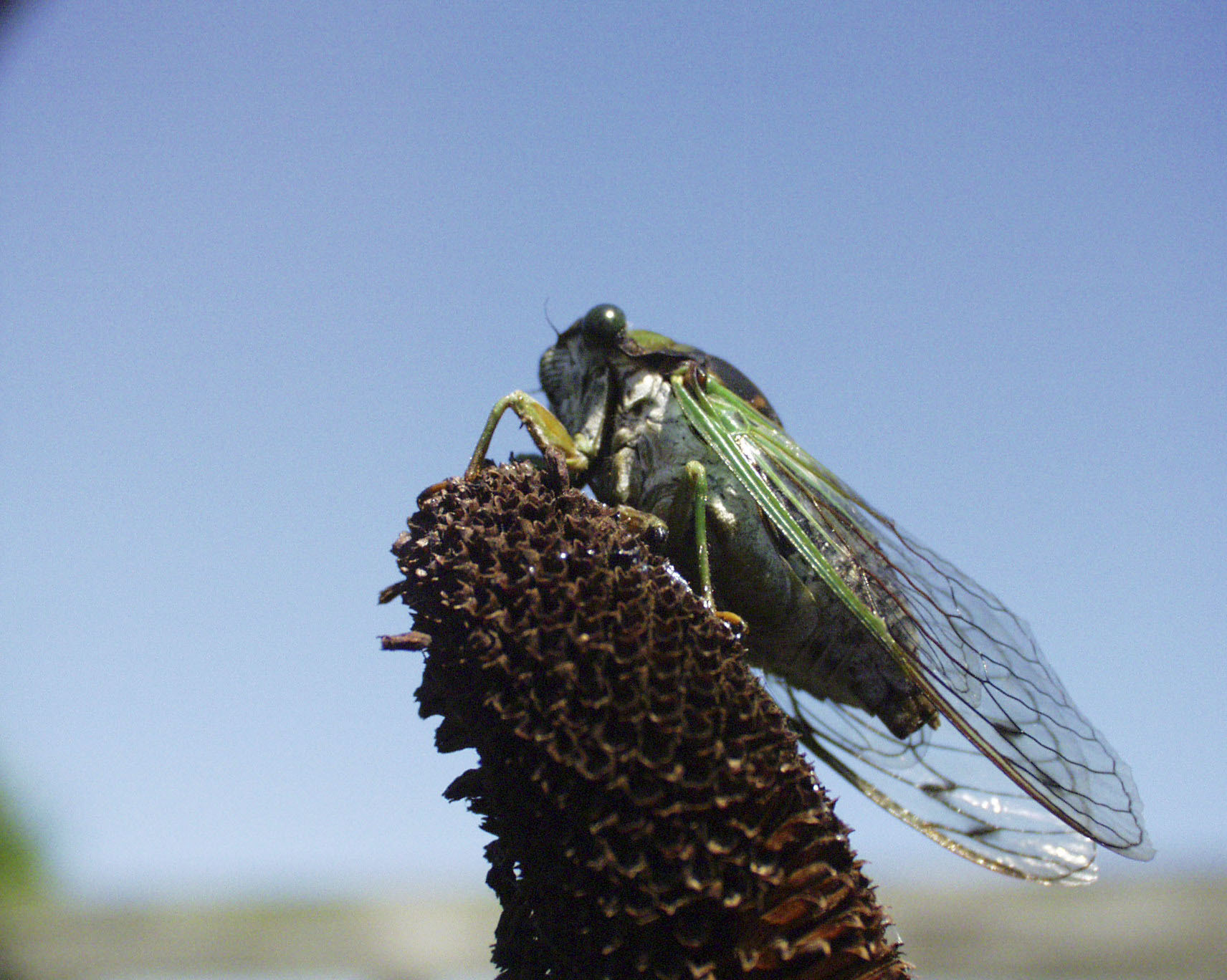 Region Will Be Part Of A 'Big Bug Event,' As Cicadas Emerge Beginning In Mid-May - 27 East