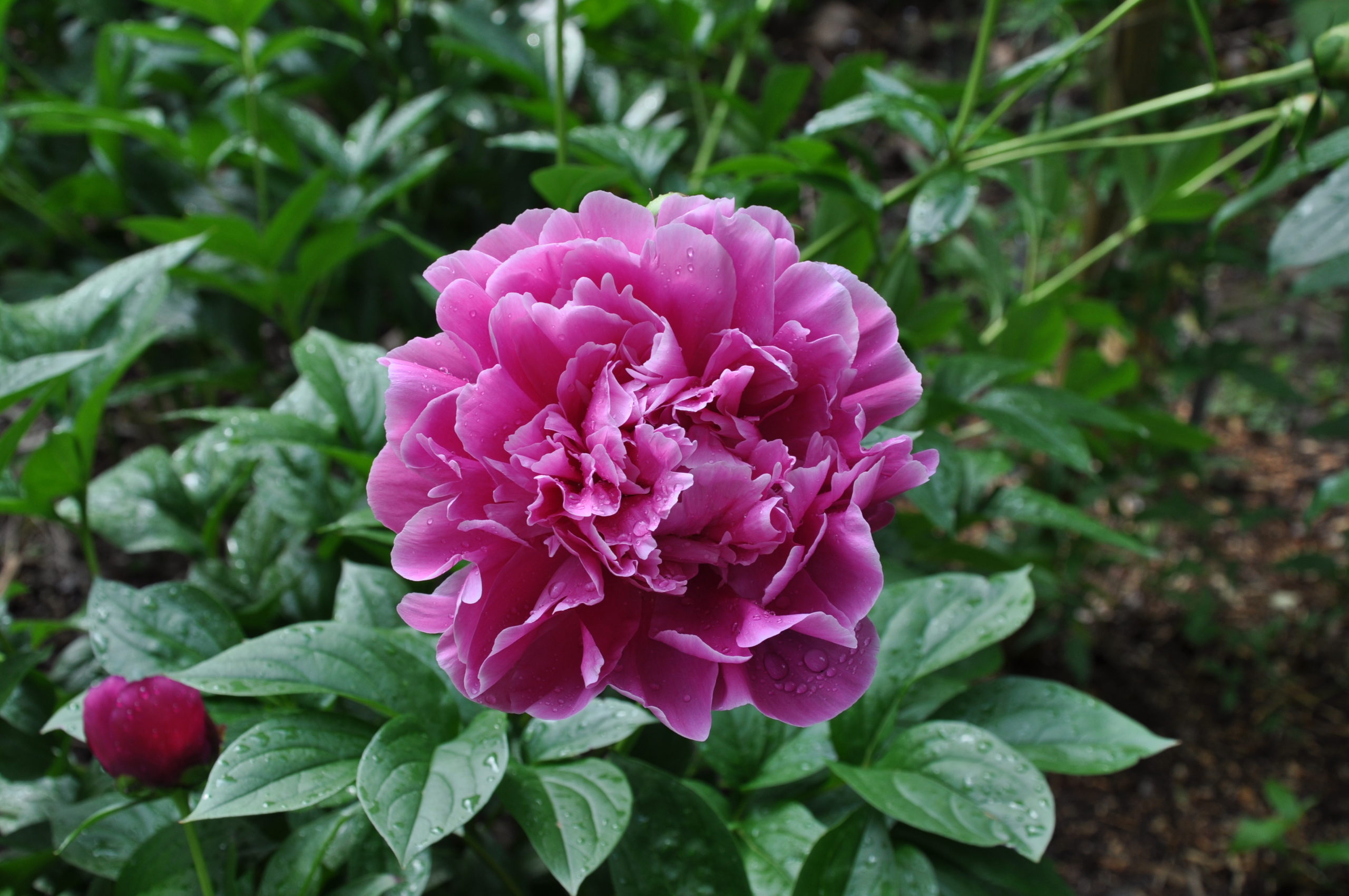 Peonies Are Reliable Beauties 27 East