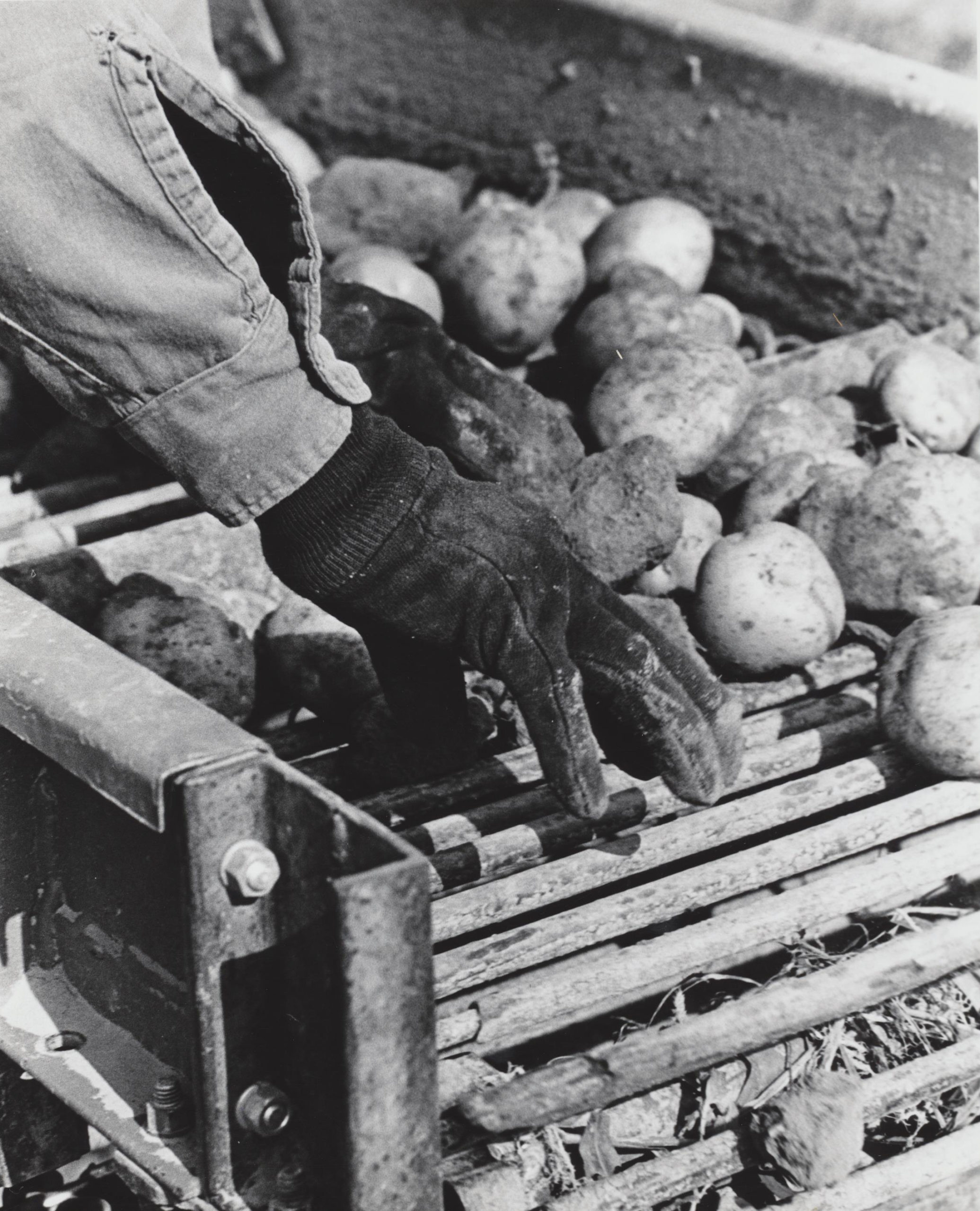 Exposed: The Harsh Reality Facing Manzana'S Migrant Labor Force - eqr6nal