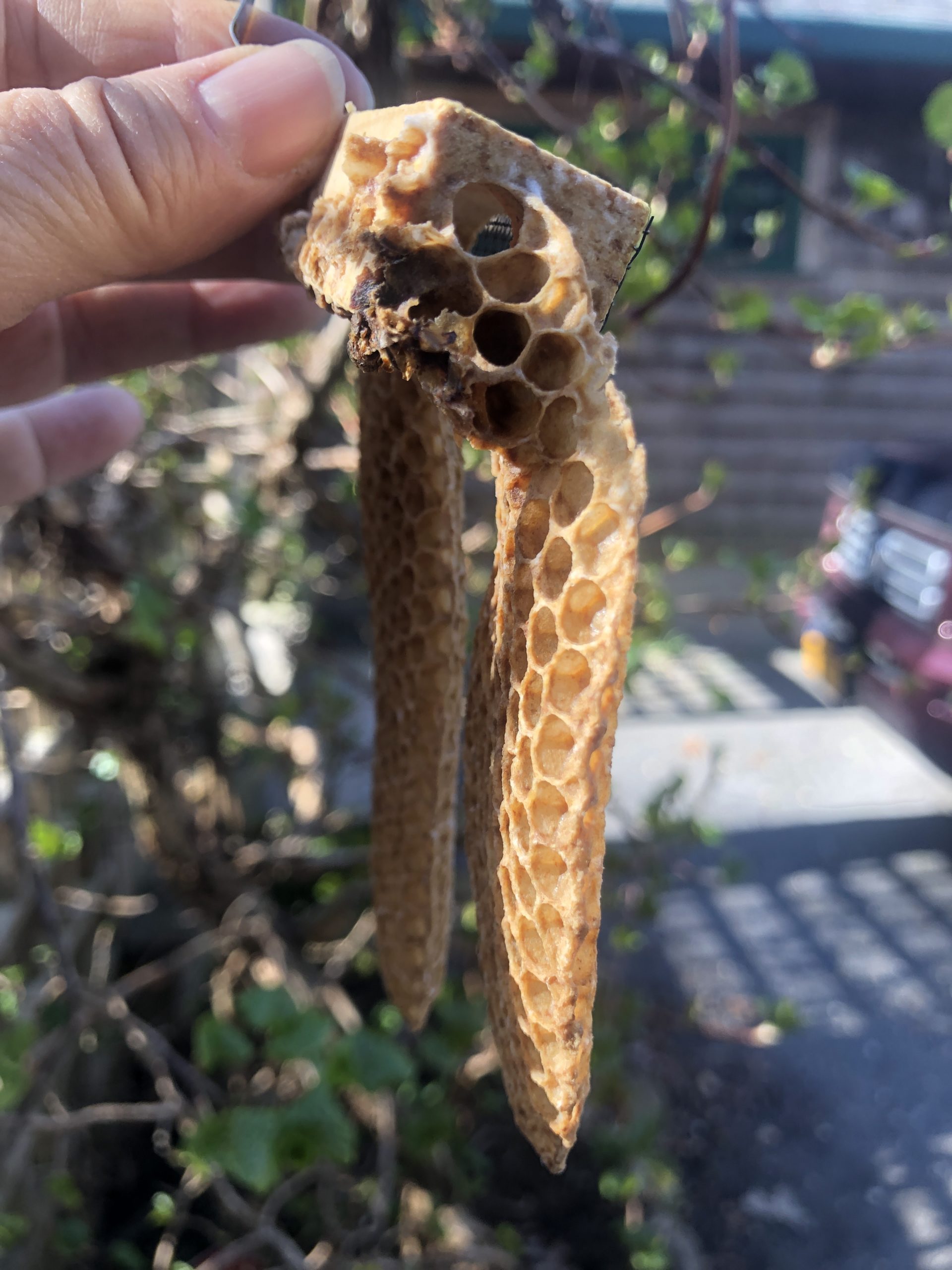 The comb seems to have been constructed to provide the queen with an easy pathway out of the queen cage and into the main hive body.