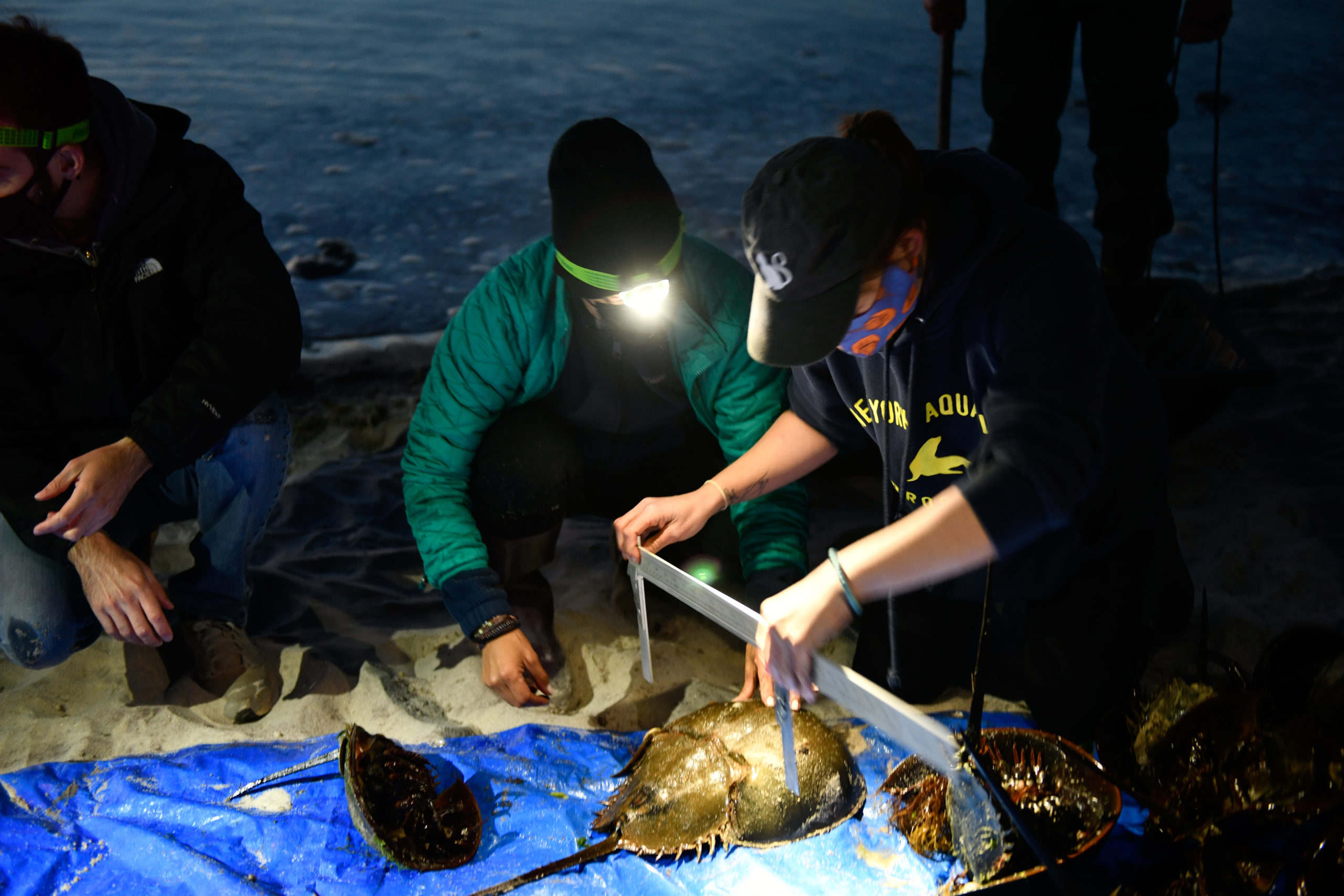 Volunteers, members of Cornell Cooperative Extension and the DEC tag horseshoe crabs at Pikes Beach.    DANA SHAW