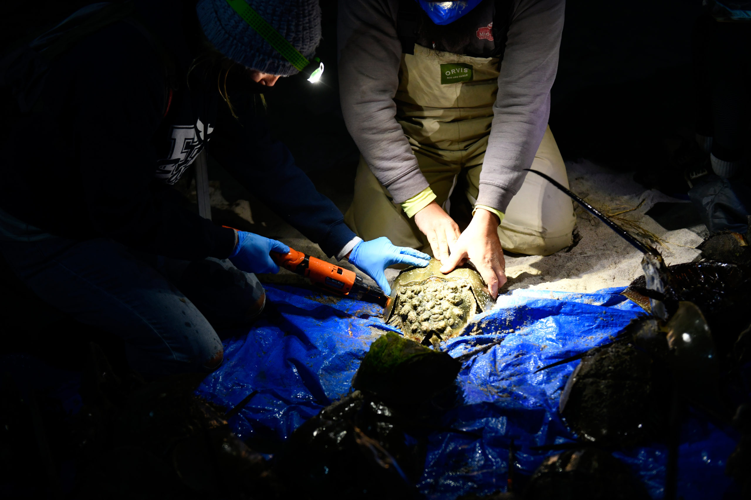 Volunteers, members of Cornell Cooperative Extension and the DEC tag horseshoe crabs at Pikes Beach.    DANA SHAW