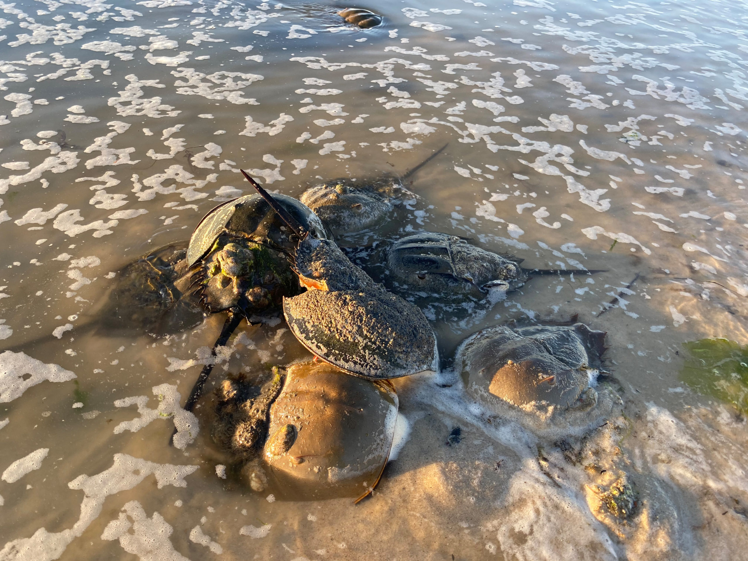 Horseshoe Crabs mating at Pikes Beach on May 24.  DANA SHAW