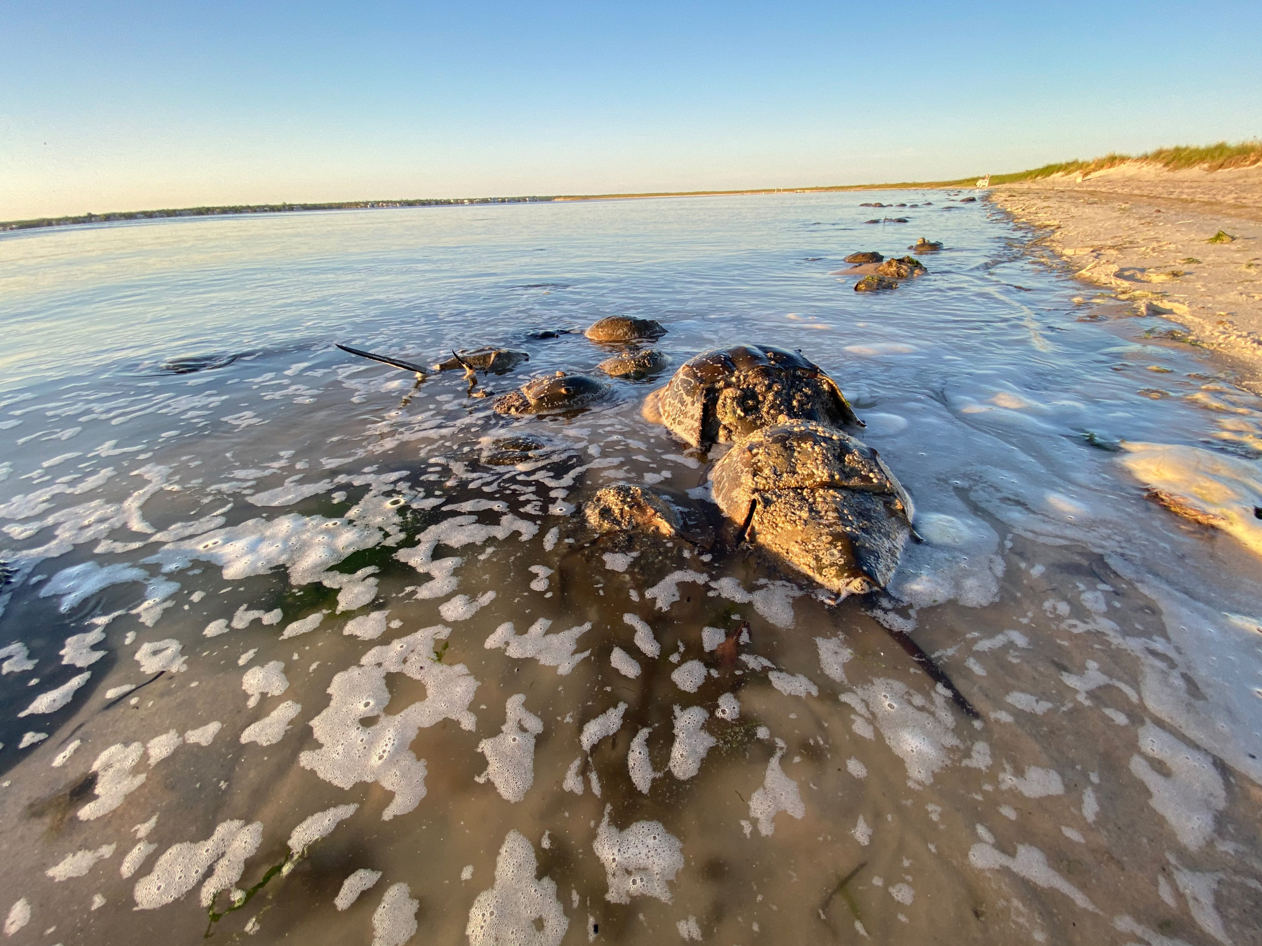 Horseshoe Crabs mating at Pikes Beach on May 24.  DANA SHAW