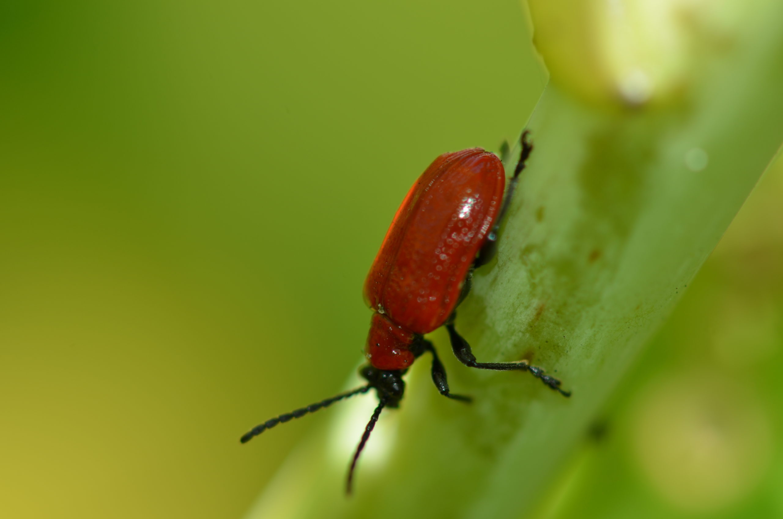 Monitor Lilies And Fritillarias For The Dreaded Red Lily Beetle 27 East