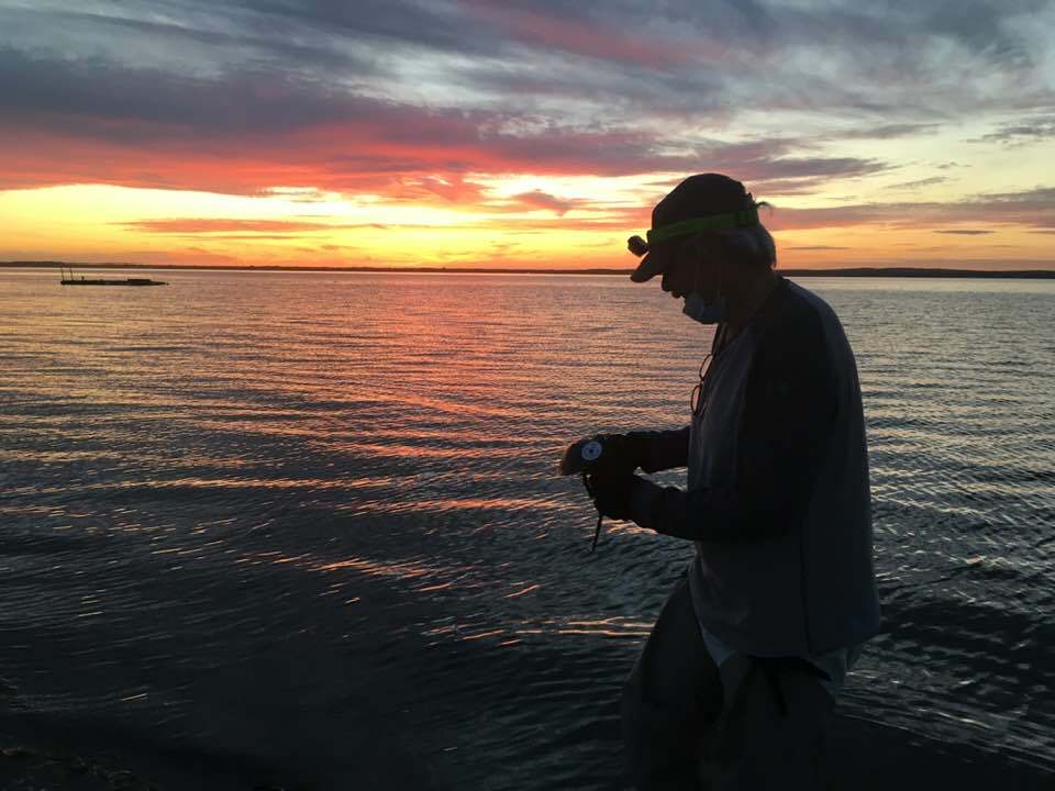 Mark Capappiello returns a tagged horseshoe crab to the water.