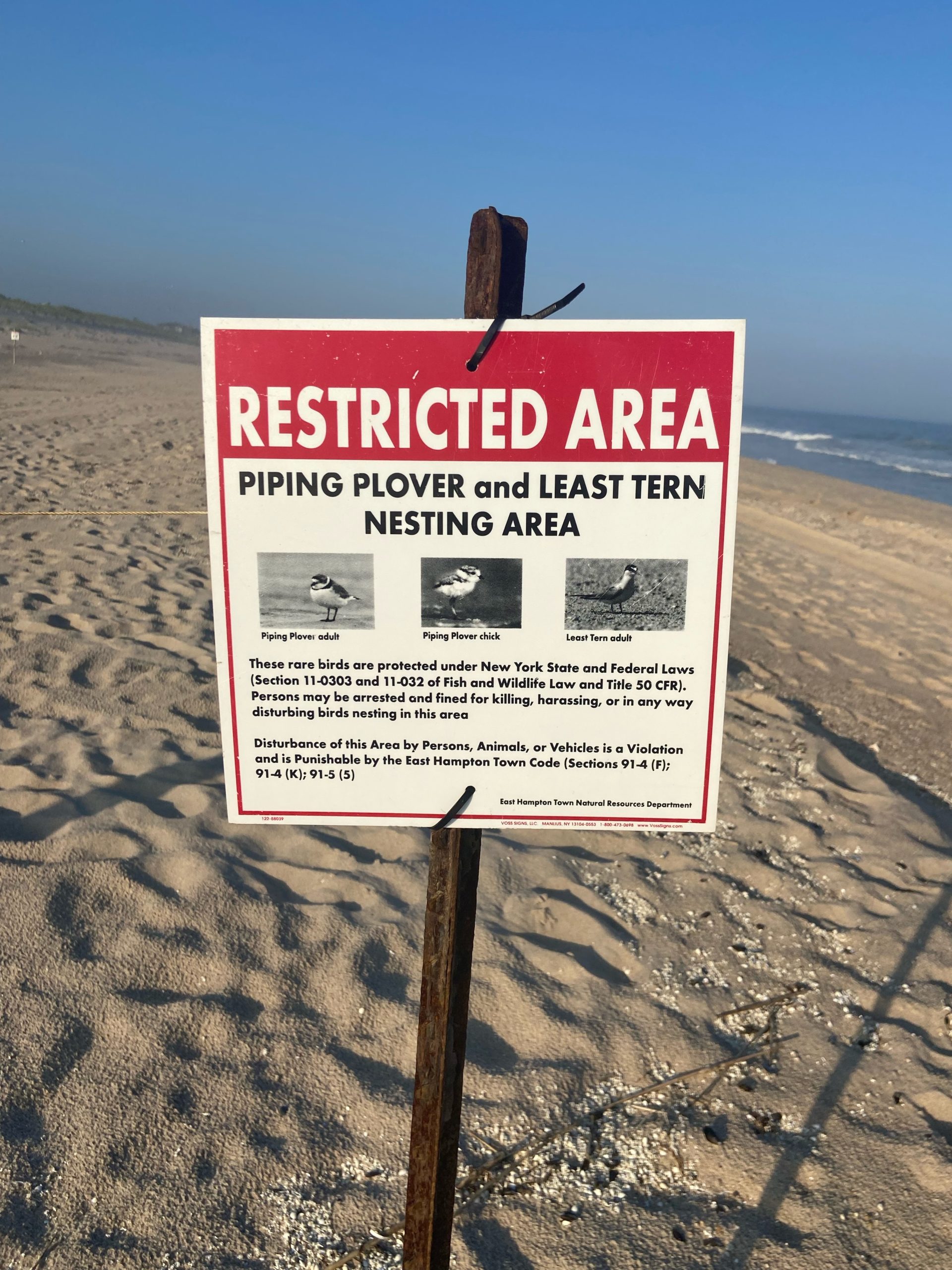 Piping Plovers Occupy New Beaches - 27 East