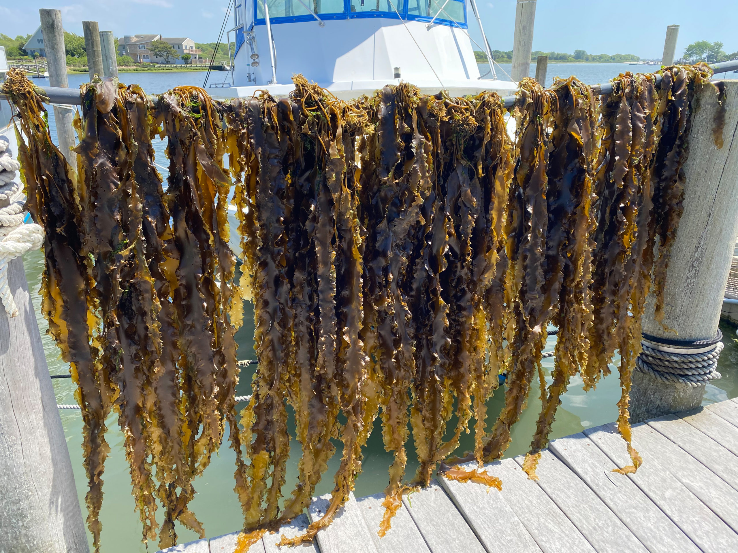 Sugar kelp, a brown rubbery plant that can grow underwater fronds 15 feet long, is proving in test cases, the researchers say, to be highly efficient at soaking up nitrogen and phosphorous from the water.   DANA SHAW
