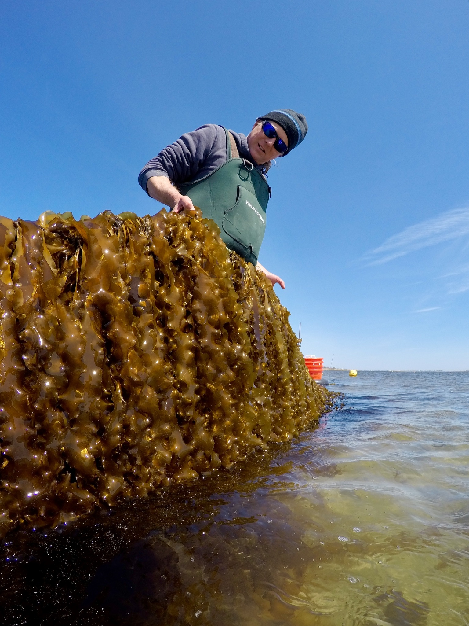 Stony Brook University scientist Michael Doall with the sugar kelp the university's researchers have been growing in Moriches Bay.