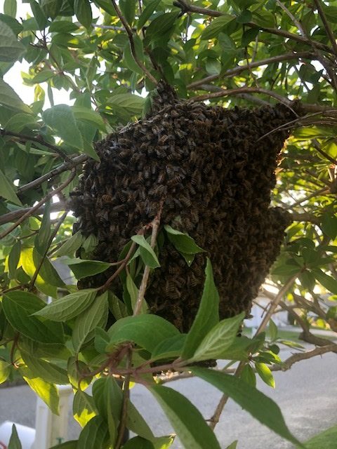 A honeybee swarm. 