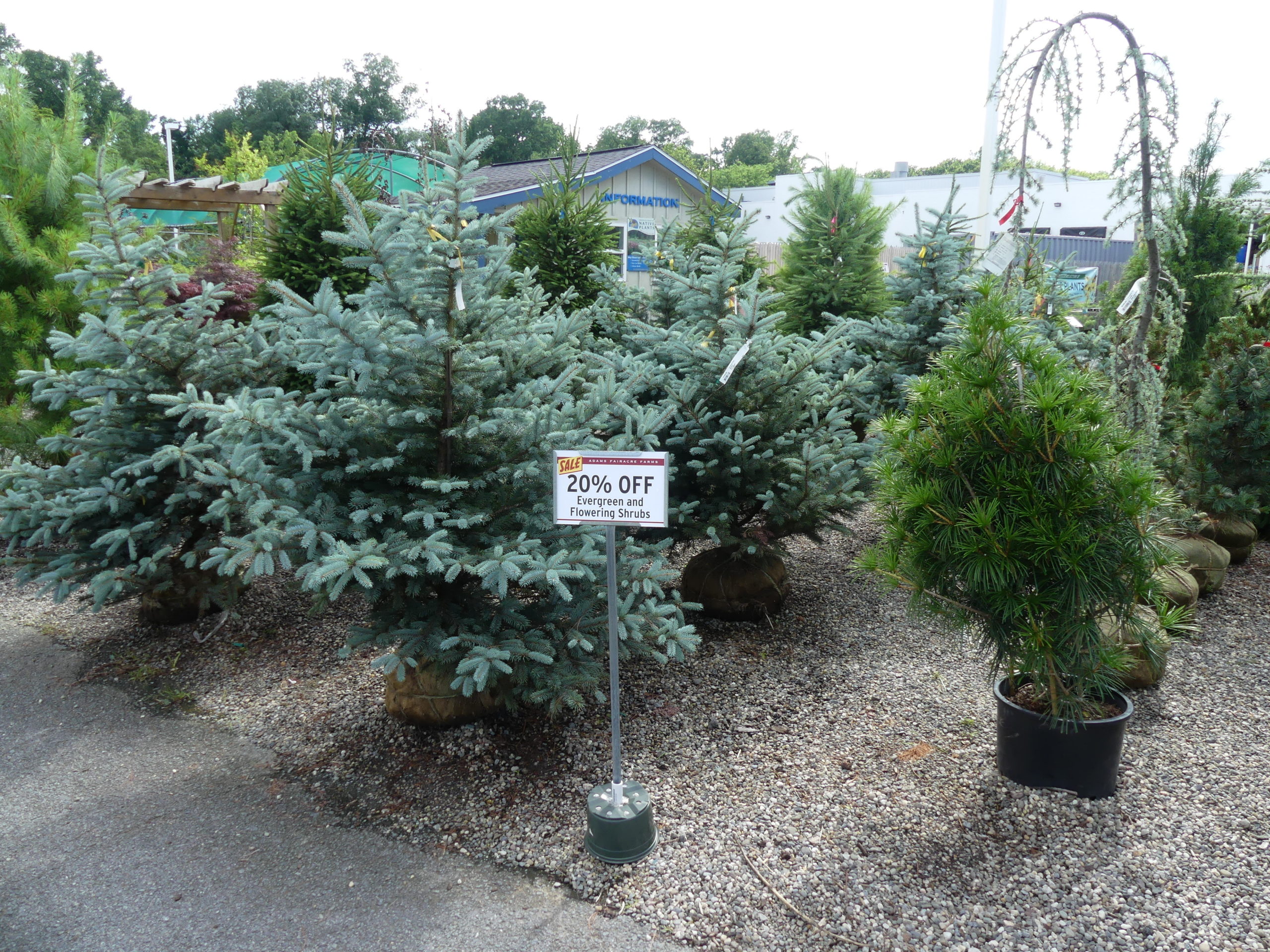 It's High Time For Bargain Hunting At Nurseries - 27 East