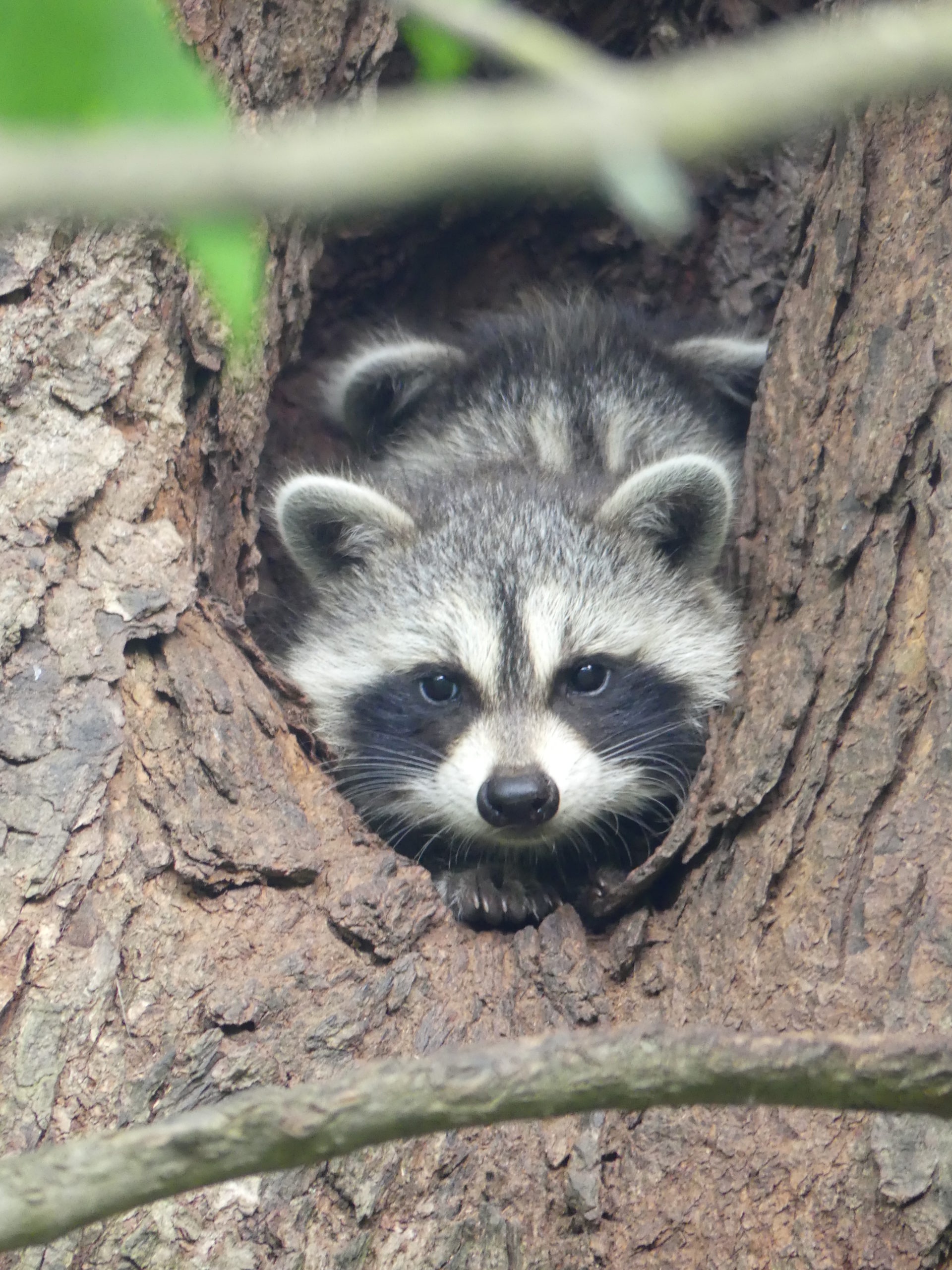 The ABCs Of Managing Garden Critters - 27 East