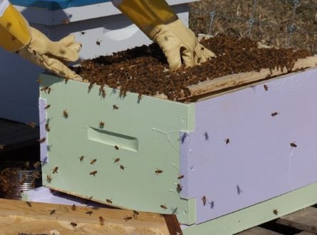 Beginner Beekeeping Lecture Series